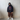 Rhude circuit Hoodie Vintage Black